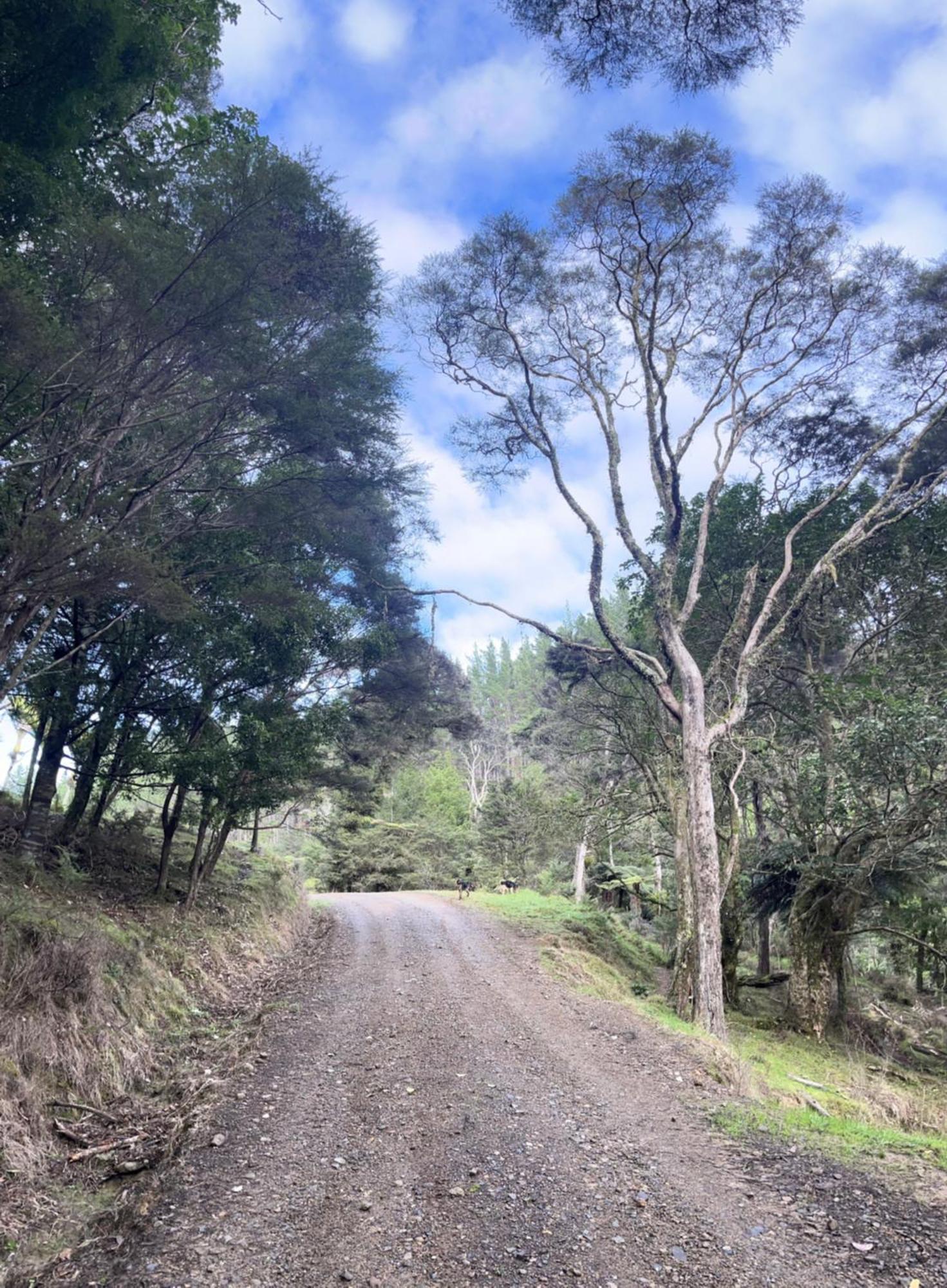 White Star Station Farm Holiday Park Coromandel Buitenkant foto